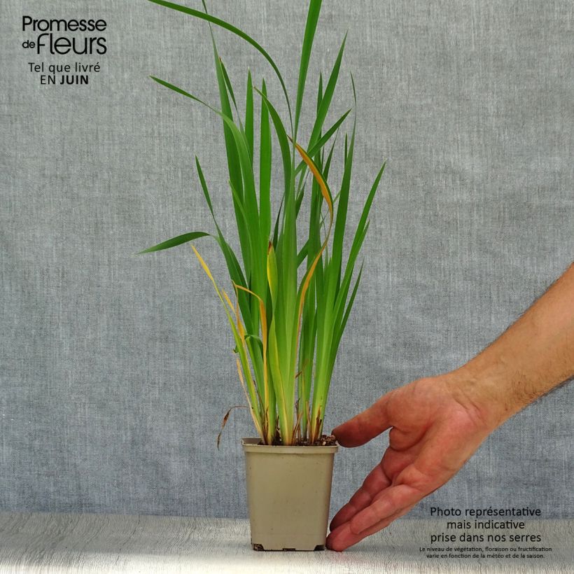 Amostra de Iris sibirica Blue King Vaso de 8/9 cm tal como entregue no verão
