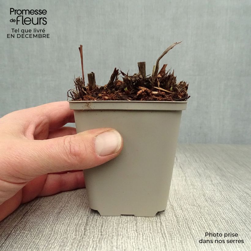 Amostra de Iris de Sibérie - Iris sibirica Blue King Vaso de 8/9 cm tal como entregue no inverno