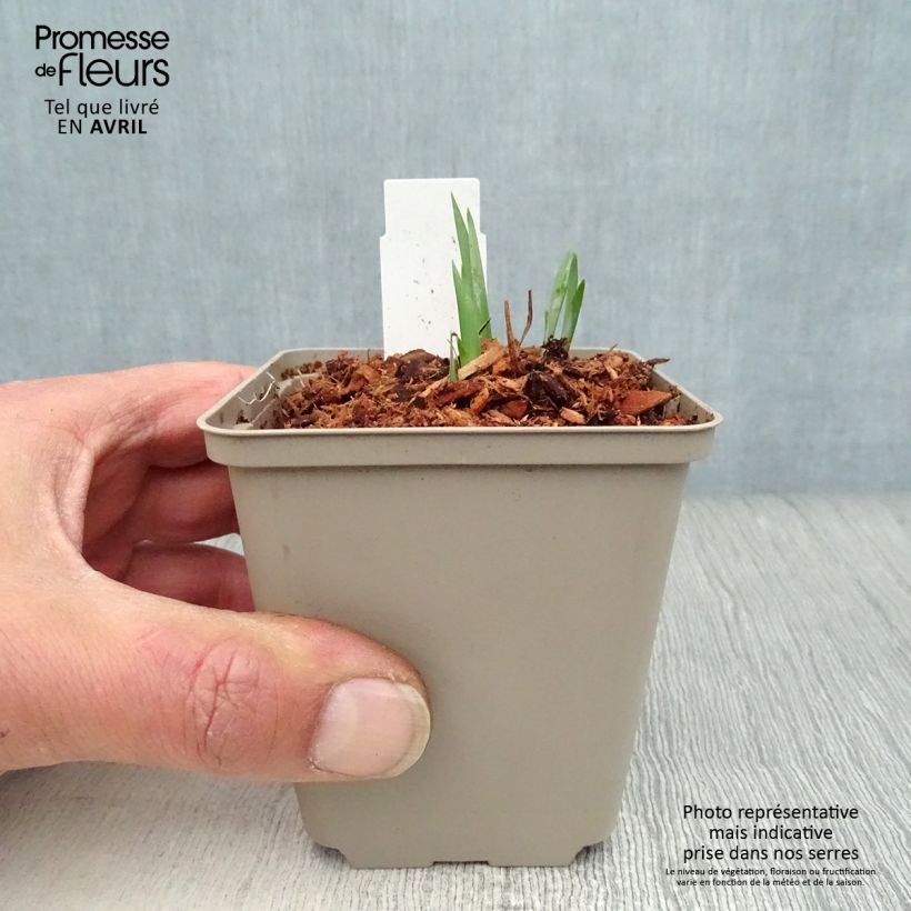 Amostra de Iris sibirica Blue King Vaso de 8/9 cm tal como entregue na primavera