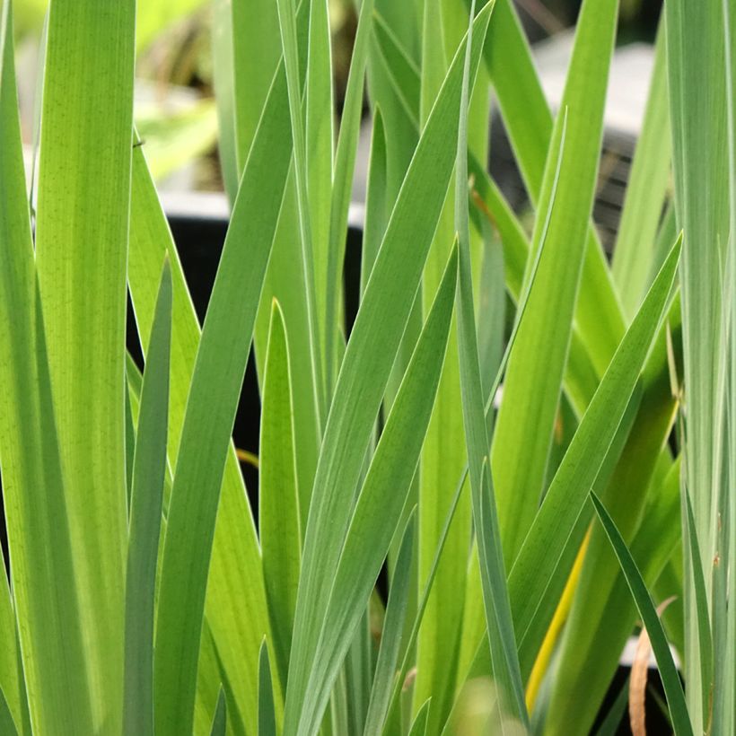 Iris sibirica Blue Moon (Folhagem)