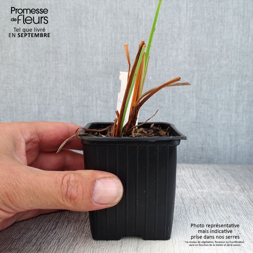 Amostra de Iris sibirica Blue Moon Vaso de 8/9 cm tal como entregue no outono