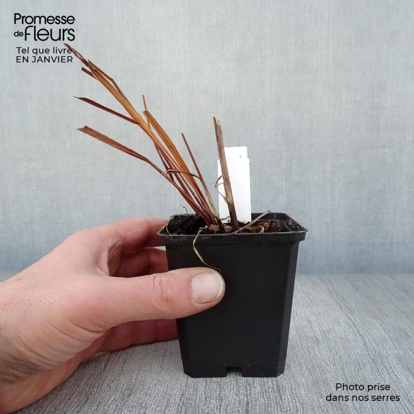 Amostra de Iris de Sibérie - Iris sibirica Caesar's Brother Vaso de 8/9 cm tal como entregue no inverno