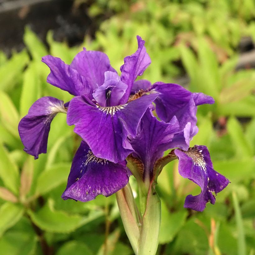 Iris sibirica Caesar's Brother (Floração)