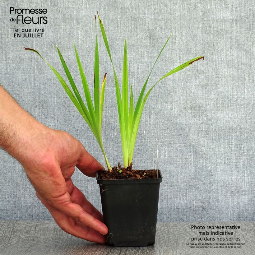 Amostra de Iris sibirica Caesar's Brother Vaso de 8/9 cm tal como entregue no verão