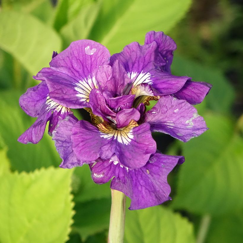 Iris sibirica Double Standard (Floração)