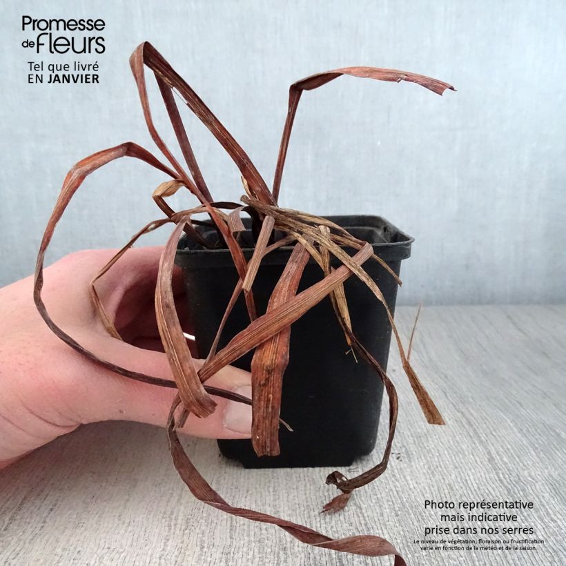 Amostra de Iris de Sibérie - Iris sibirica Moon Silk Vaso de 8/9 cm tal como entregue no inverno