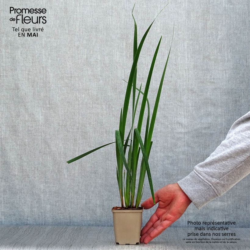 Amostra de Iris sibirica Moon Silk Vaso de 8/9 cm tal como entregue na primavera