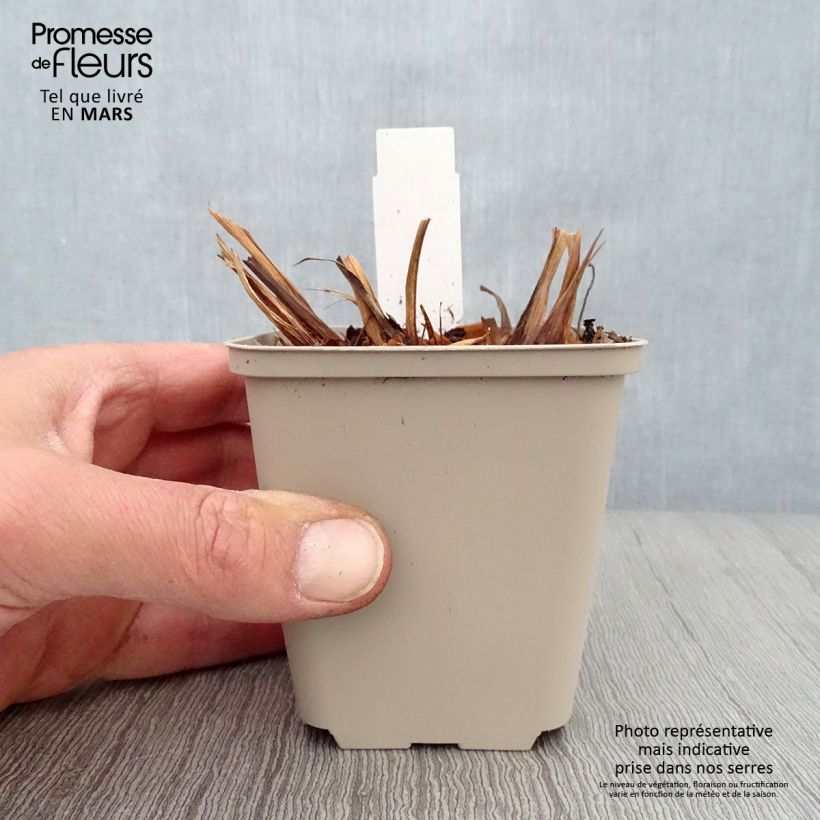 Amostra de Iris sibirica Rikugi Sakura Vaso de 8/9 cm tal como entregue na primavera