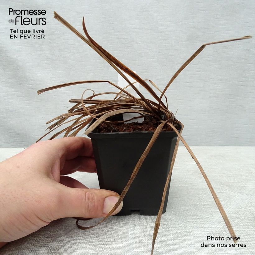 Amostra de Iris de Sibérie - Iris sibirica Sparkling Rose Vaso de 8/9 cm tal como entregue no inverno