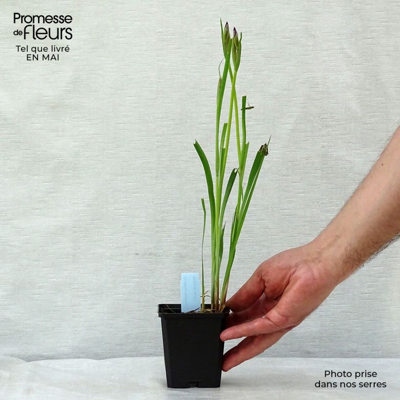 Amostra de Iris sibirica Sparkling Rose Vaso de 8/9 cm tal como entregue na primavera