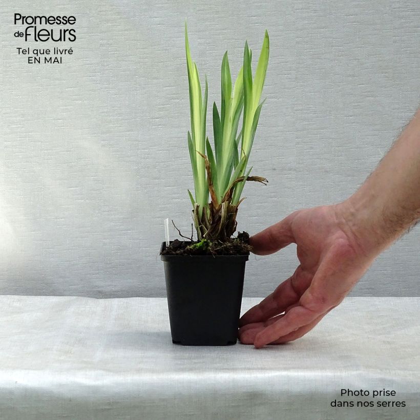 Amostra de Iris pseudacorus Variegata Vaso de 8/9 cm tal como entregue na primavera