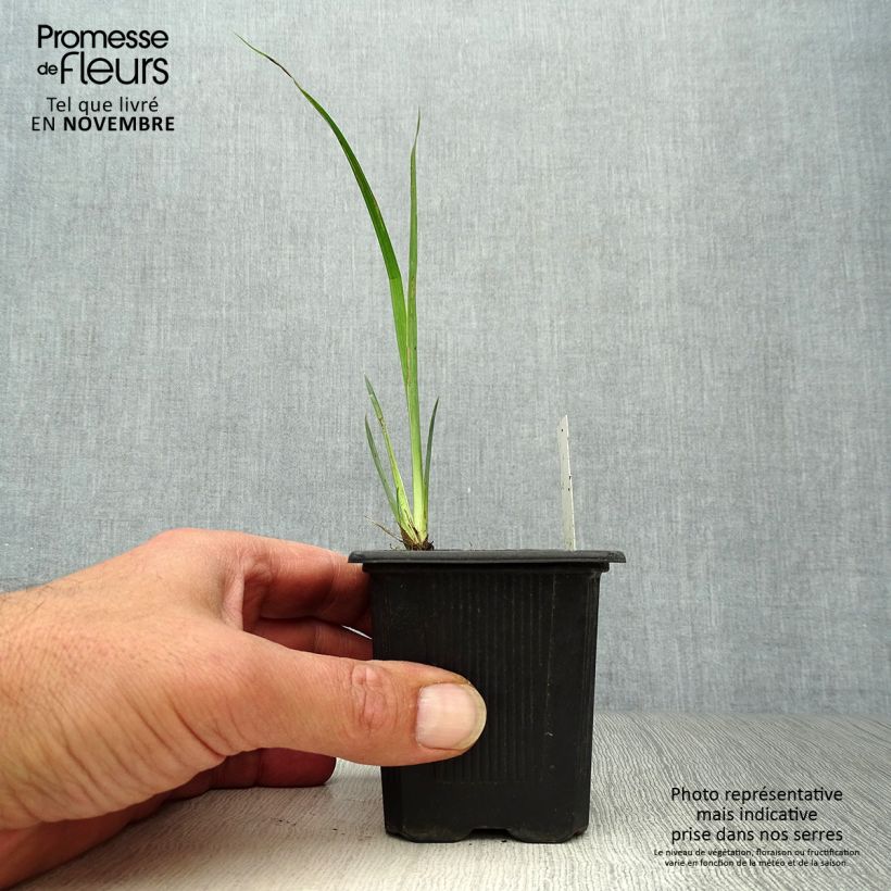 Amostra de Iris pseudacorus Variegata Vaso de 8/9 cm tal como entregue no outono
