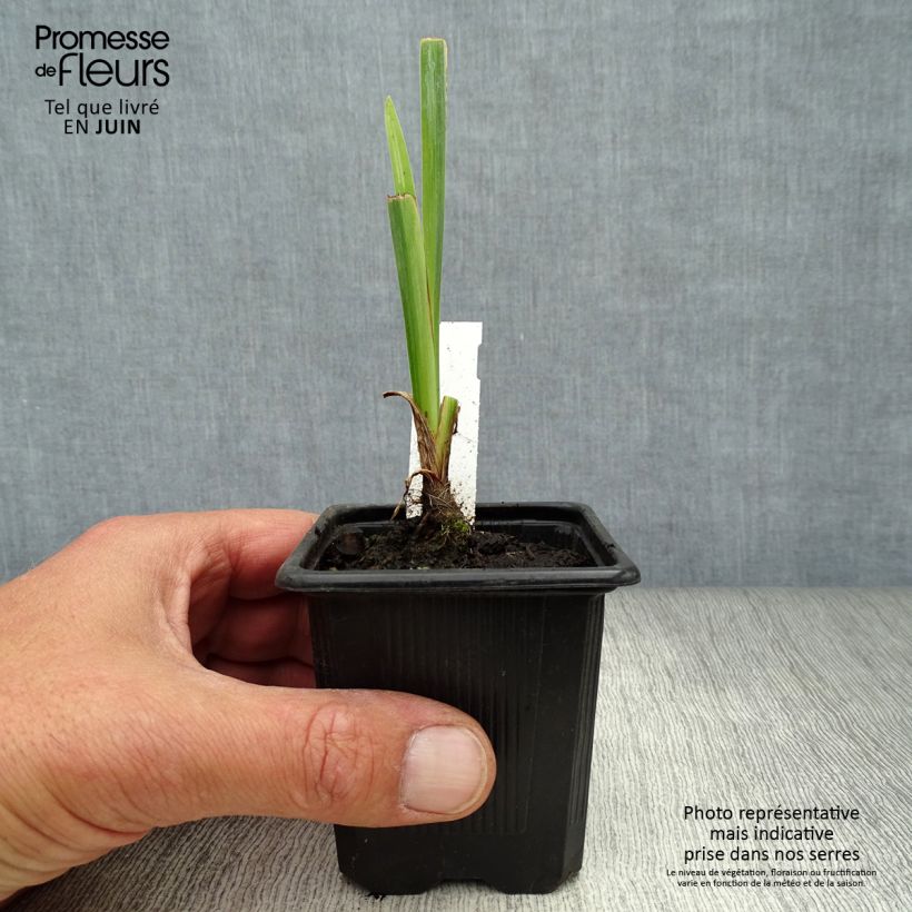 Amostra de Iris pseudacorus Variegata Vaso de 8/9 cm tal como entregue no verão