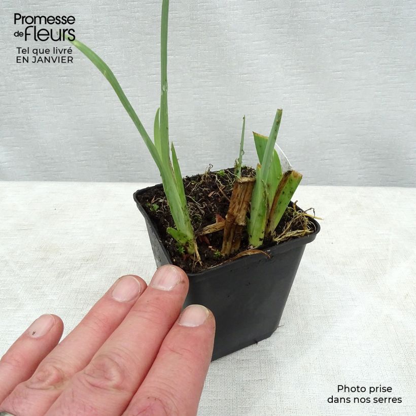 Amostra de Belamcanda chinensis Vaso de 8/9 cm tal como entregue no inverno
