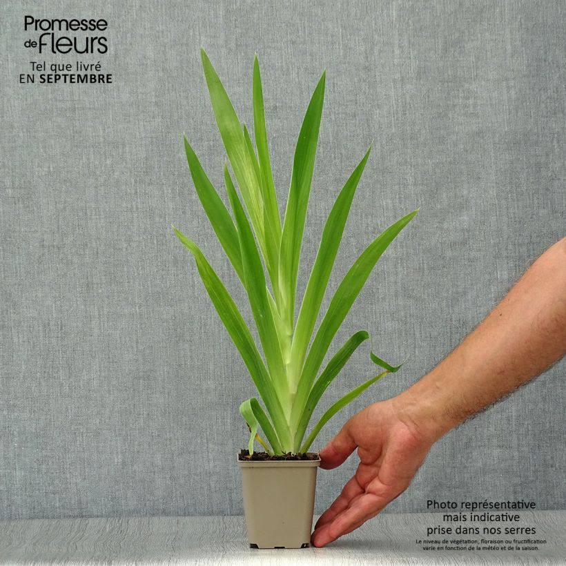 Amostra de Belamcanda chinensis Vaso de 8/9 cm tal como entregue no outono