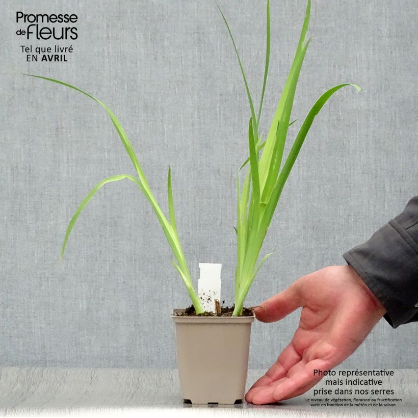 Amostra de Belamcanda chinensis Vaso de 8/9 cm tal como entregue na primavera