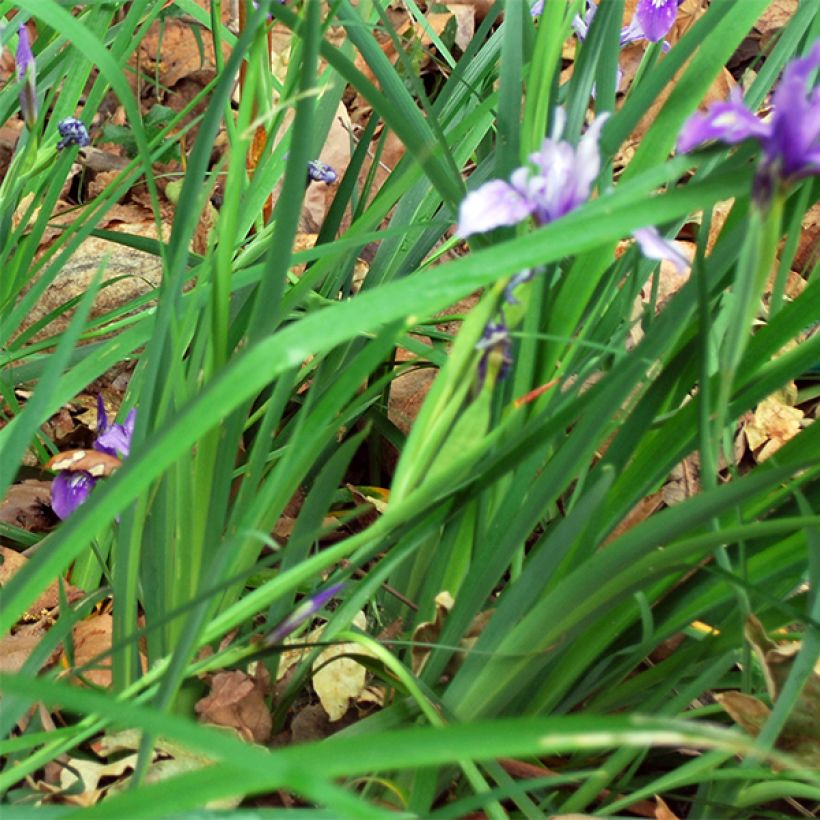 Iris douglasiana (Folhagem)