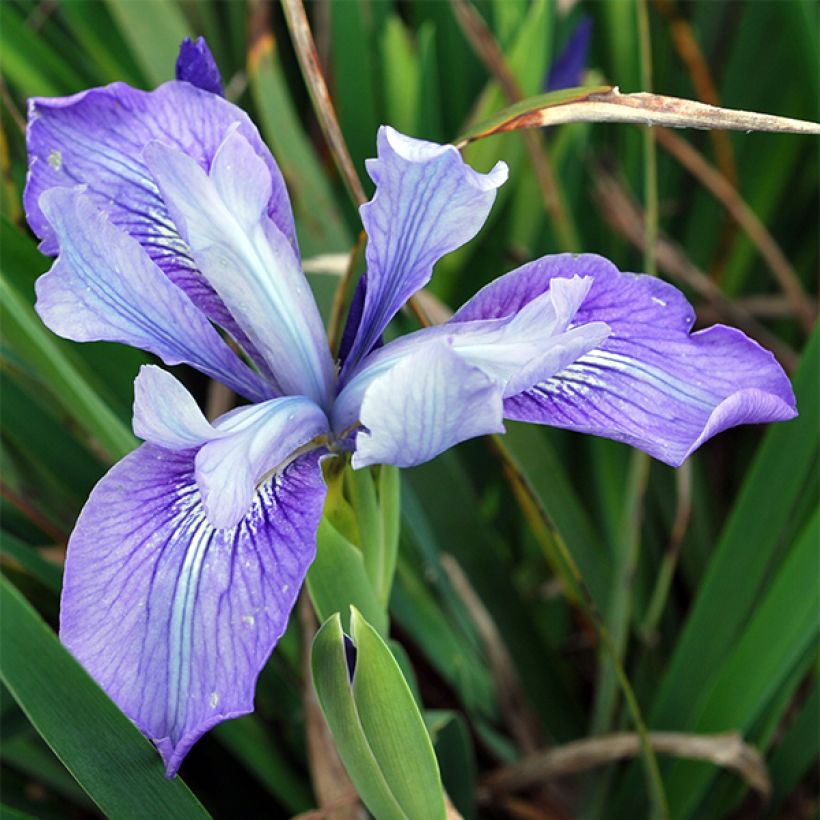 Iris douglasiana (Floração)