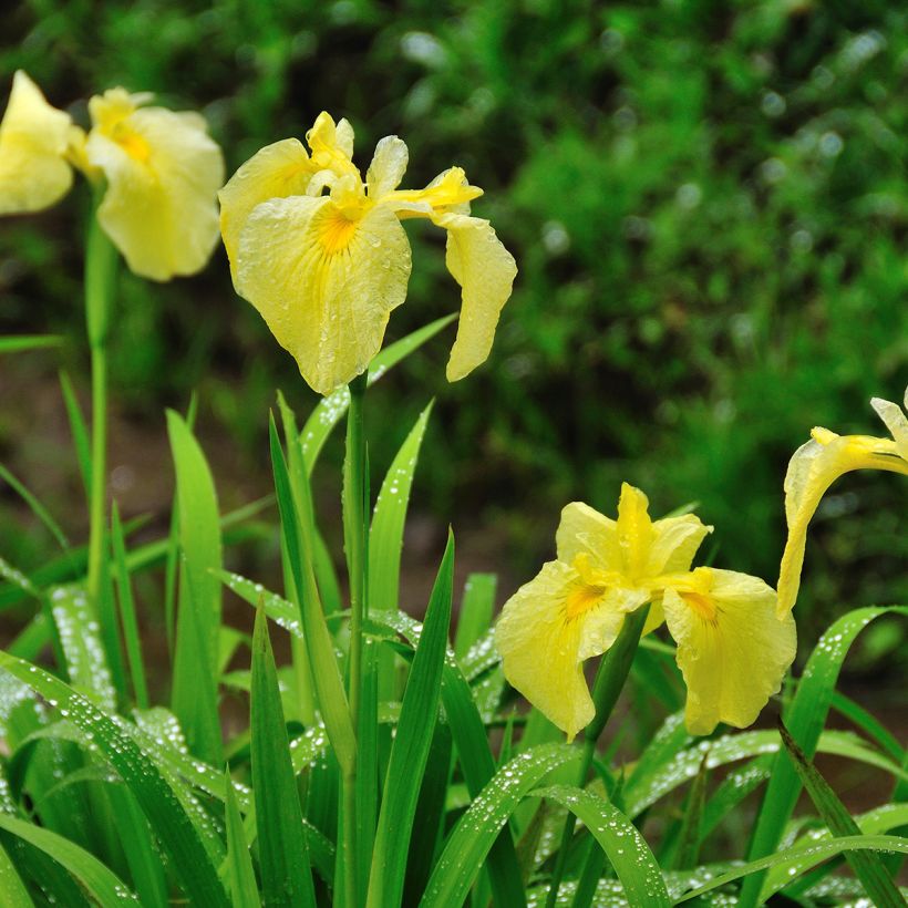 Iris ensata Aichi (Hábito)