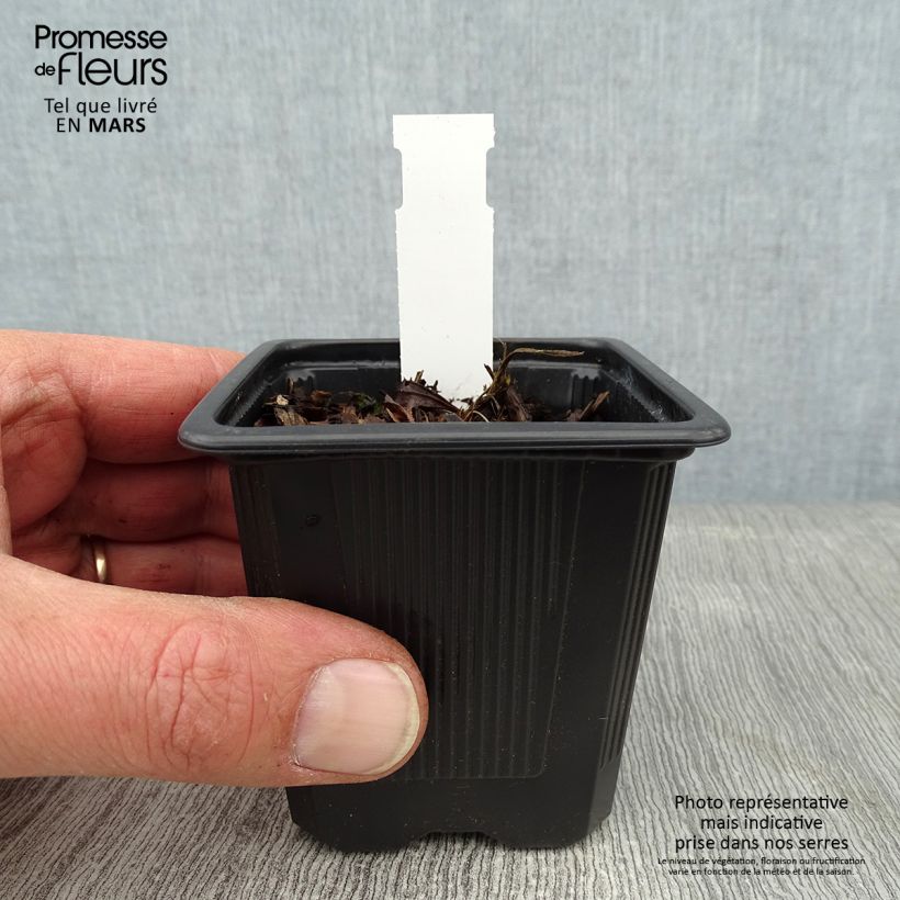 Amostra de Iris du Japon - Iris ensata Crystal Halo Vaso de 8/9 cm tal como entregue no inverno