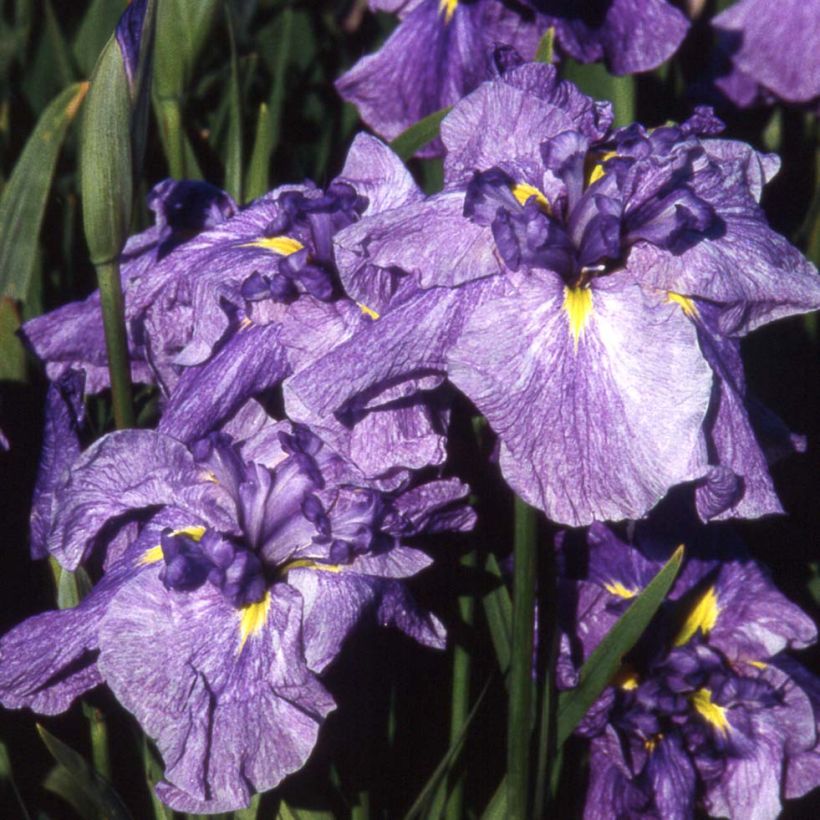Iris ensata Dainagon (Floração)