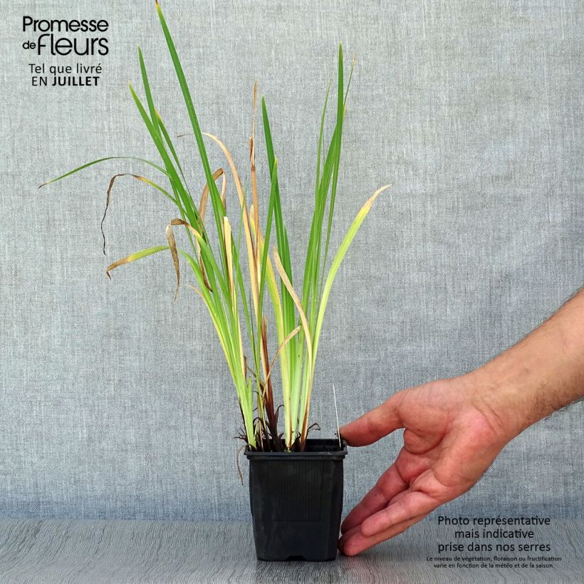 Amostra de Iris ensata Dainagon Vaso de 8/9 cm tal como entregue no verão