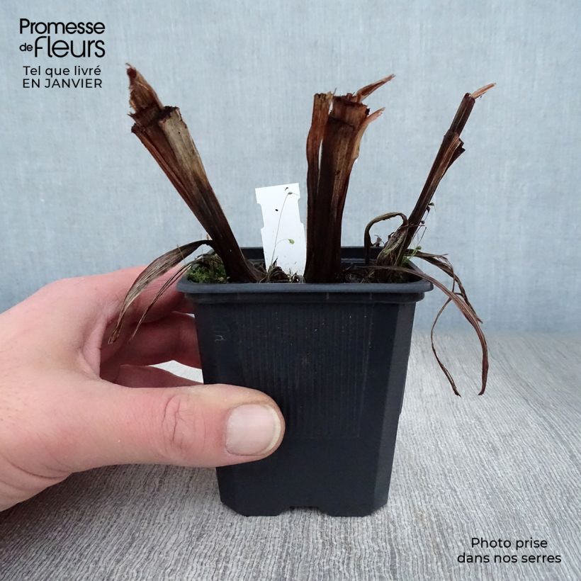 Amostra de Iris du Japon - Iris ensata Dainagon Vaso de 8/9 cm tal como entregue no inverno