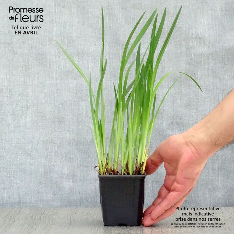 Amostra de Iris ensata Dainagon Vaso de 8/9 cm tal como entregue na primavera