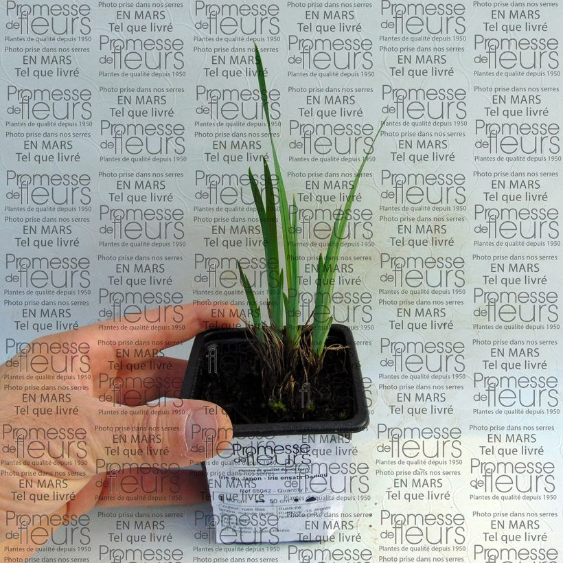 Exemplo de amostra de Iris du Japon - Iris ensata Darling Vaso de 8/9 cm tal como entregue