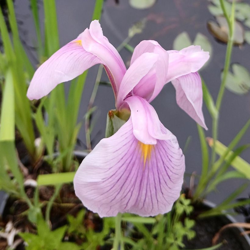 Iris ensata Darling (Floração)