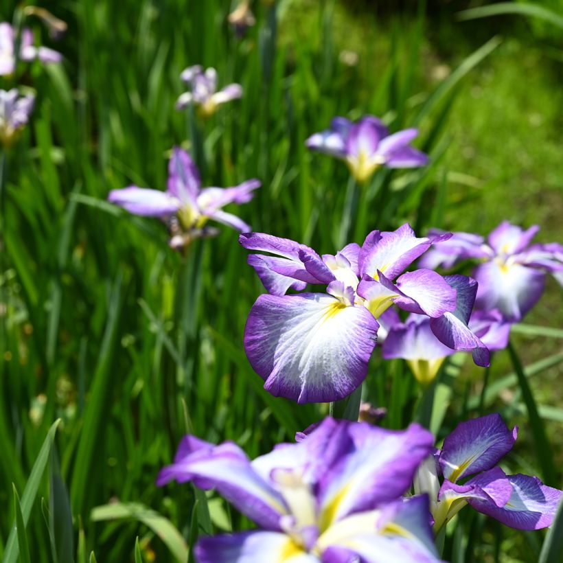 Iris ensata Gracieuse (Hábito)