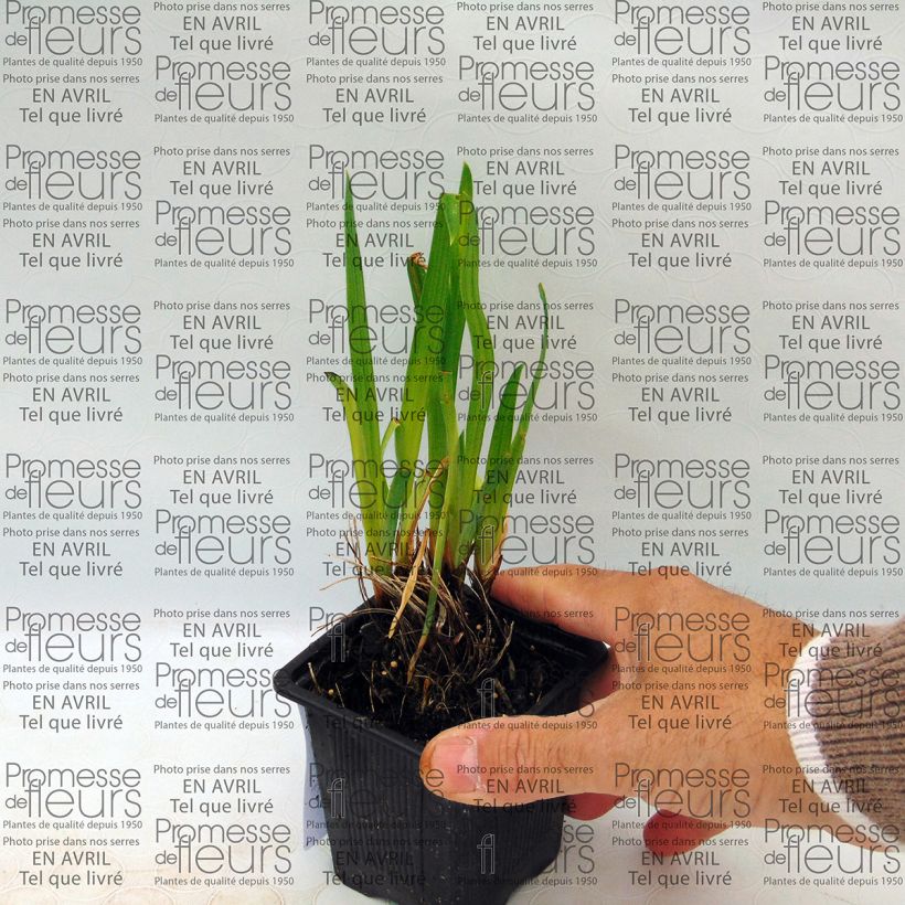 Exemplo de amostra de Iris du Japon - Iris ensata Iedo Mishiski Vaso de 8/9 cm tal como entregue