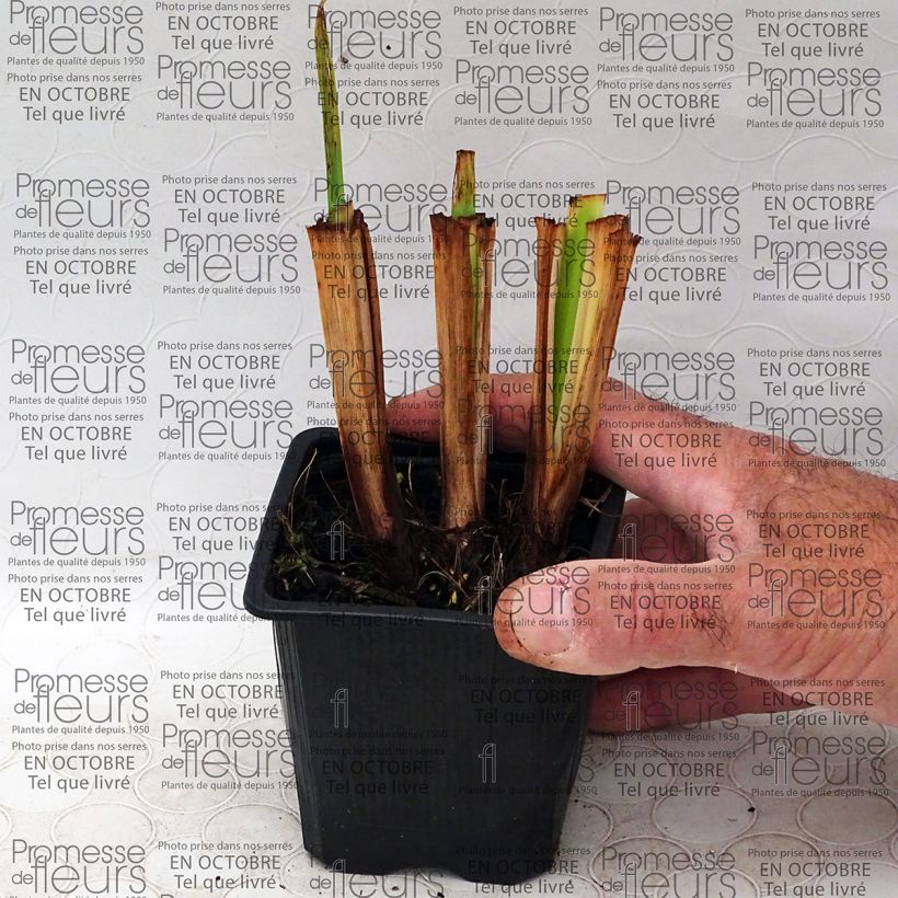 Exemplo de amostra de Iris du Japon - Iris ensata Illumination Vaso de 8/9 cm tal como entregue