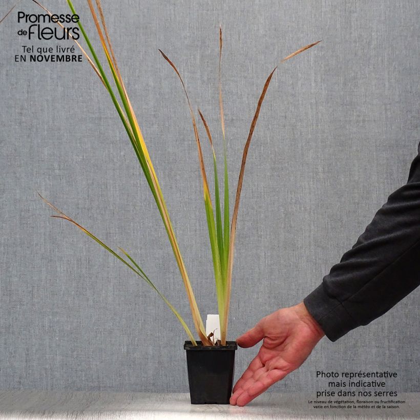 Amostra de Iris ensata Météor Vaso de 8/9 cm tal como entregue no outono