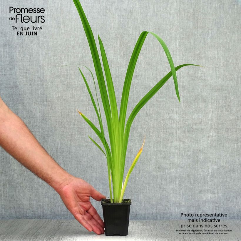 Amostra de Iris ensata Météor Vaso de 8/9 cm tal como entregue no verão