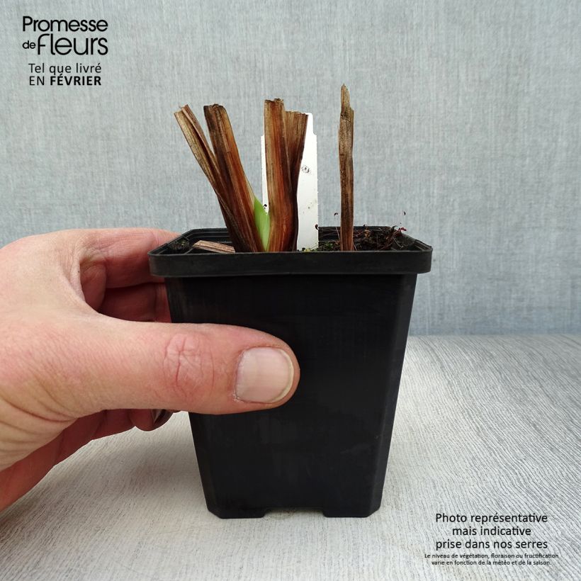 Amostra de Iris du Japon - Iris ensata Météor Vaso de 8/9 cm tal como entregue no inverno
