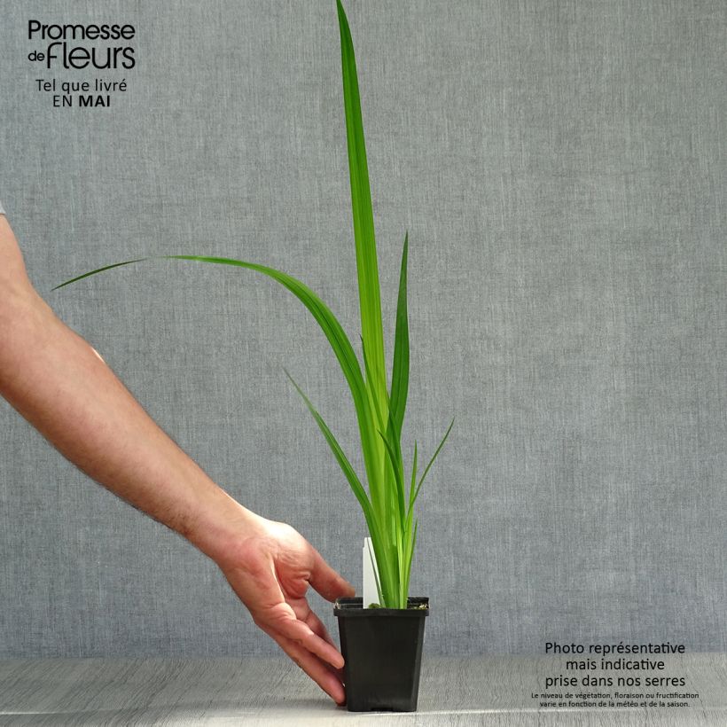 Amostra de Iris ensata Météor Vaso de 8/9 cm tal como entregue na primavera