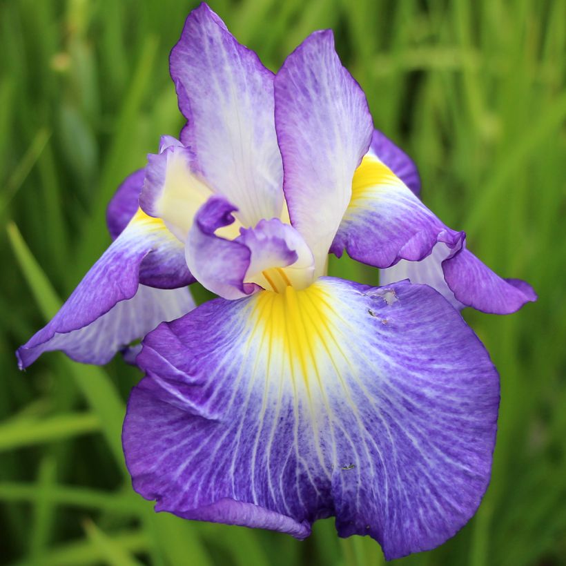 Iris ensata Ocean Mist (Floração)