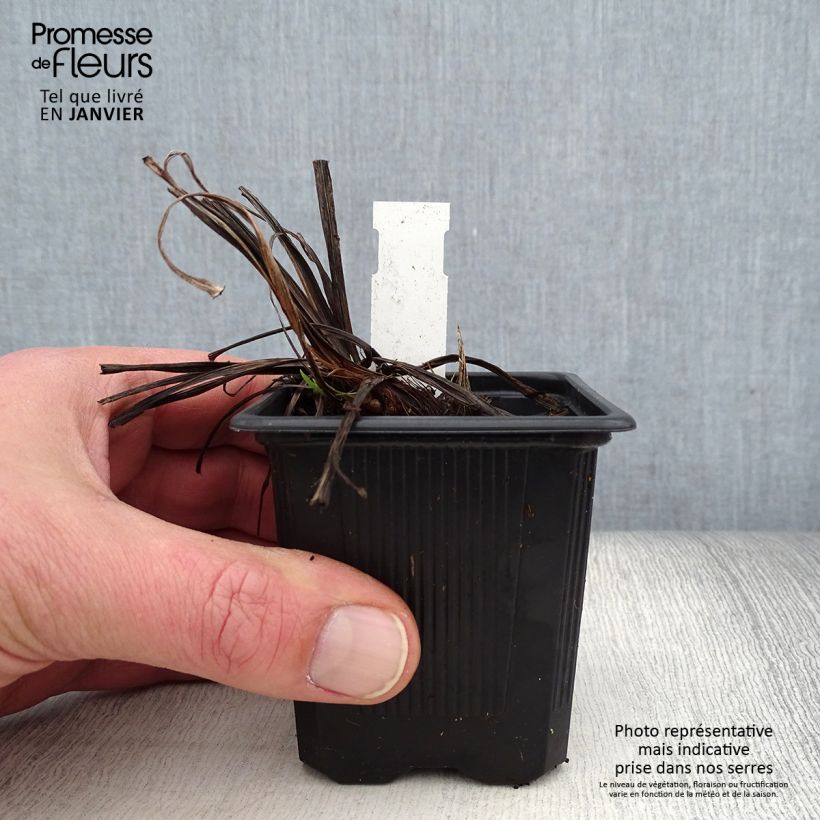 Amostra de Iris du Japon - Iris ensata Rose Queen Godet de 8/9 cm tal como entregue no inverno