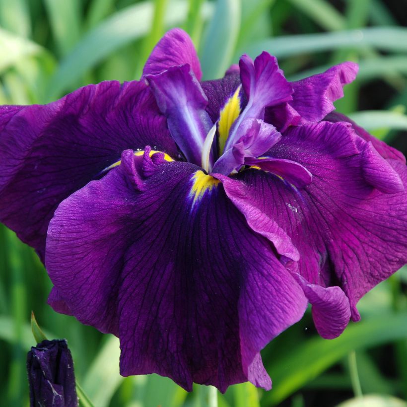 Iris ensata Royal Banner (Floração)