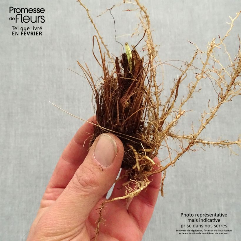 Amostra de Iris du Japon - Iris ensata Sugar Dome Petites Racines nues tal como entregue no inverno
