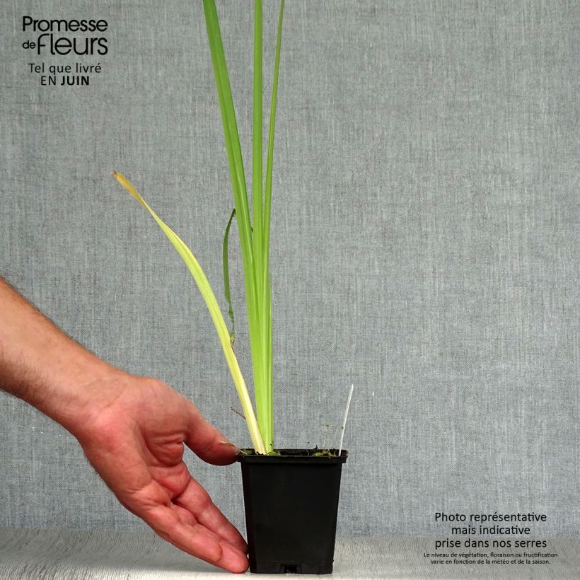 Amostra de Iris ensata Variegata Vaso de 8/9 cm tal como entregue no verão
