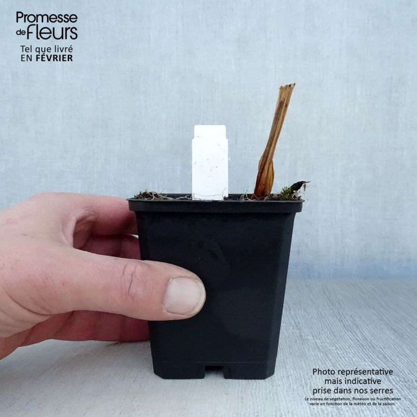 Amostra de Iris ensata Variegata Vaso de 8/9 cm tal como entregue no inverno