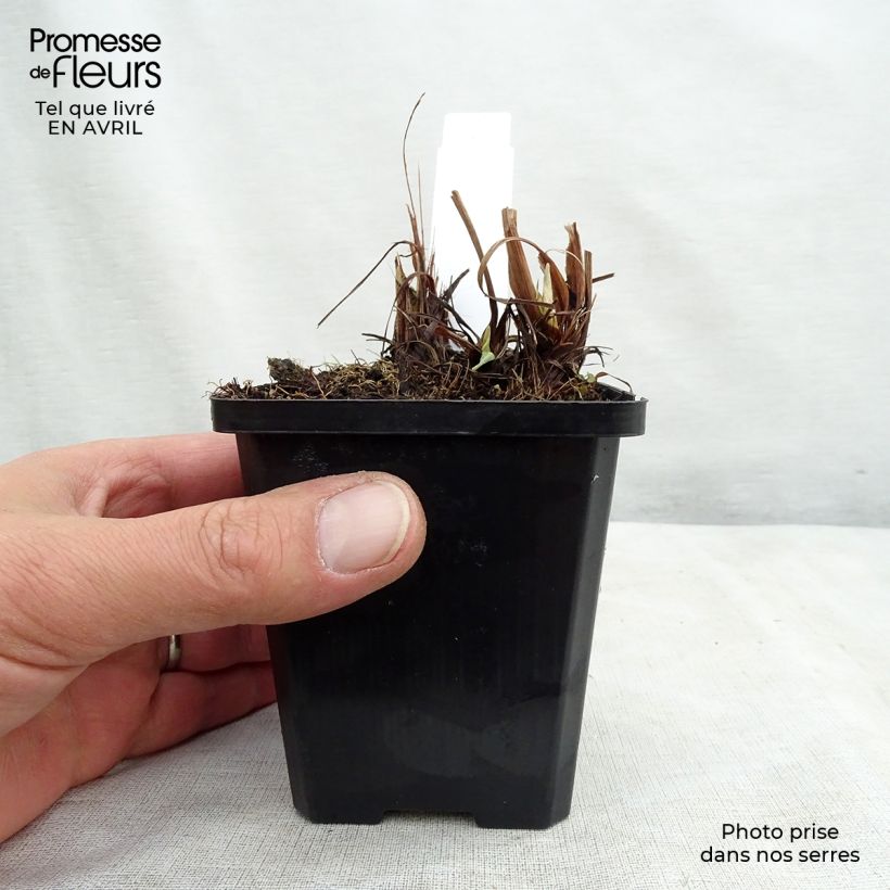 Amostra de Iris ensata Variegata Vaso de 8/9 cm tal como entregue na primavera