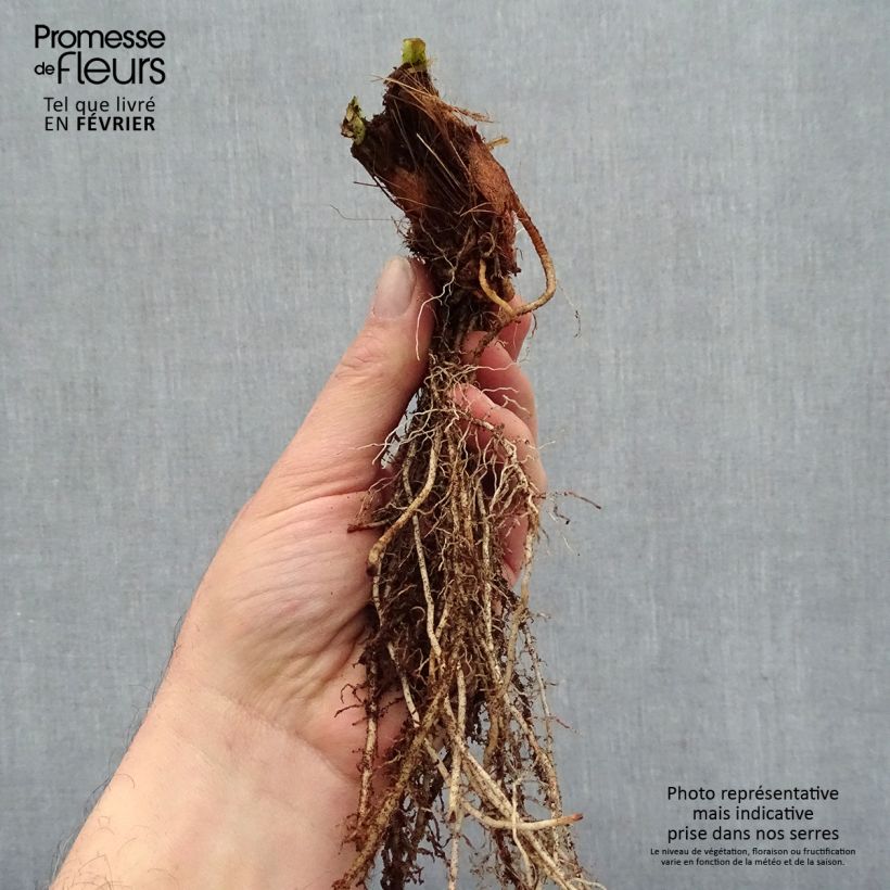 Amostra de Iris ensata Variegata Raízes nuas tal como entregue no inverno