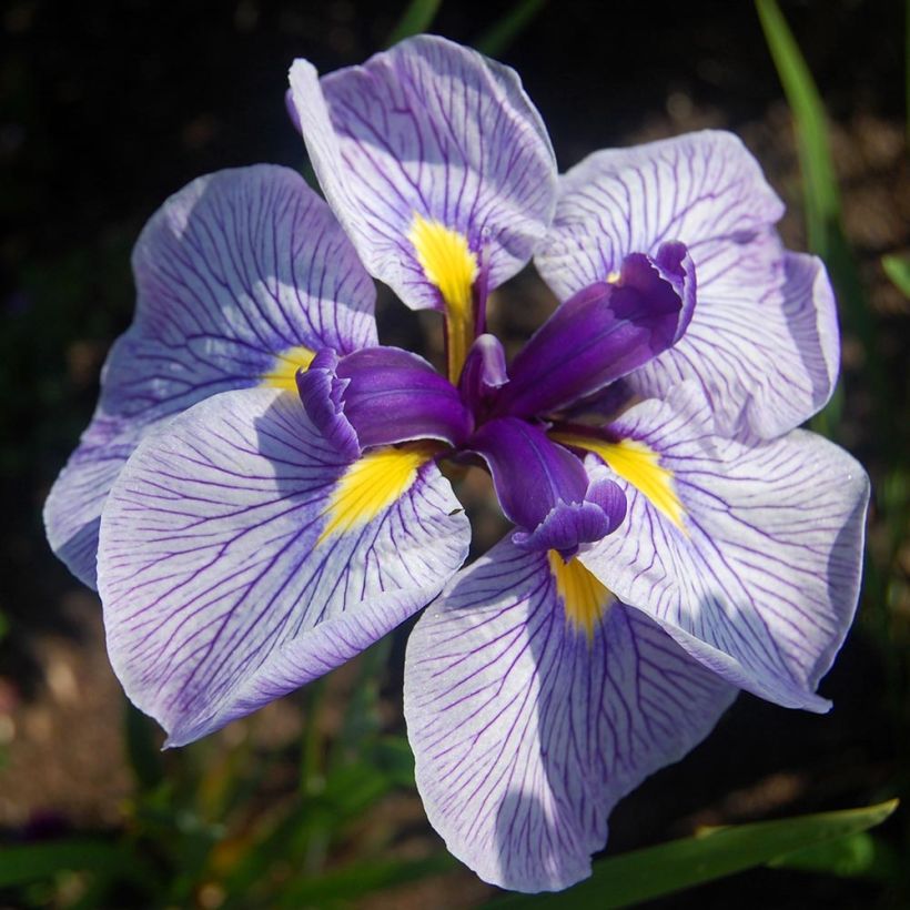Iris ensata Activity (Floração)