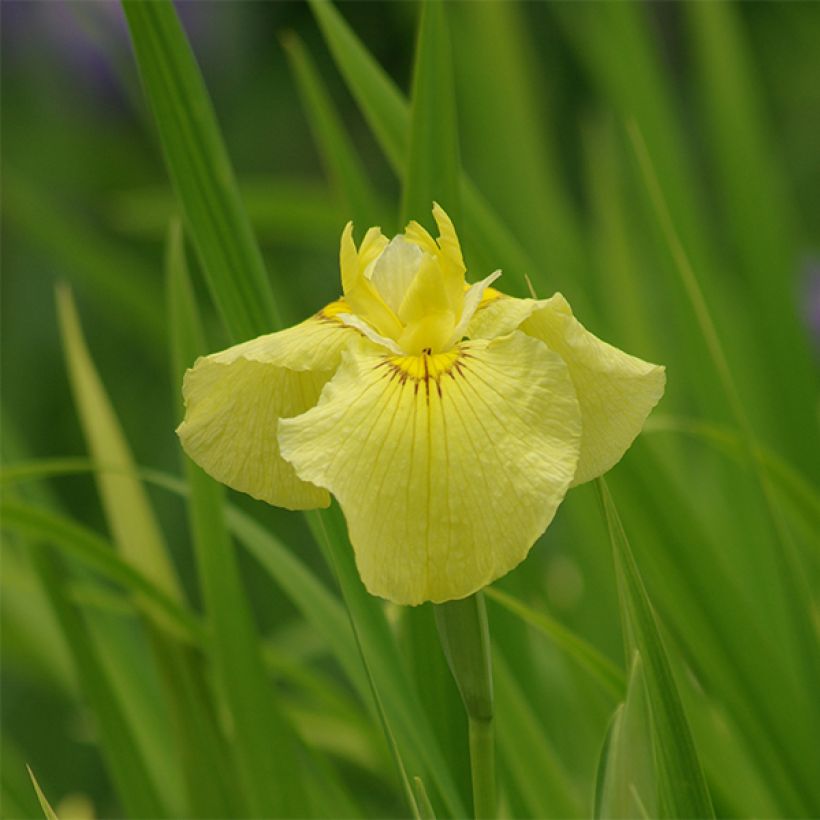 Iris ensata Aichi (Floração)