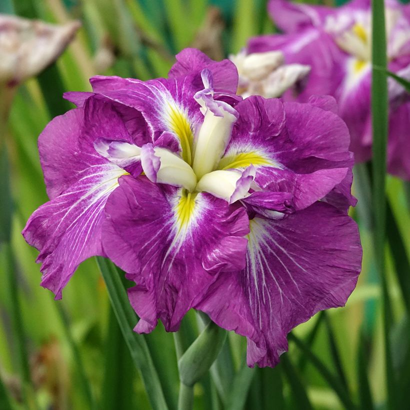 Iris ensata Dinner Plate Jell (Floração)