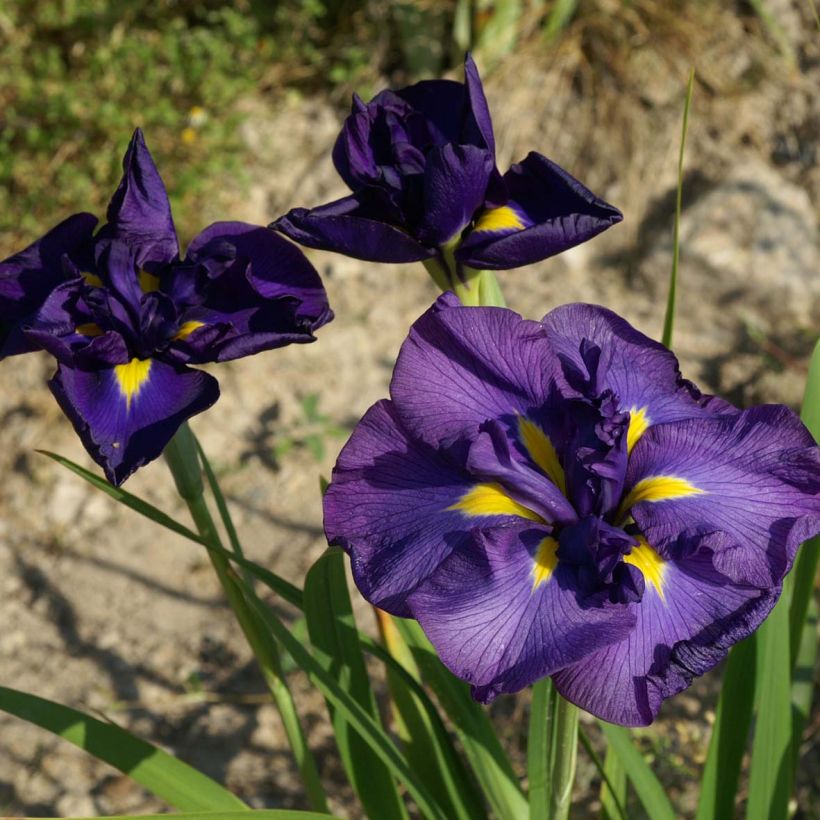 Iris ensata Geisha (Floração)