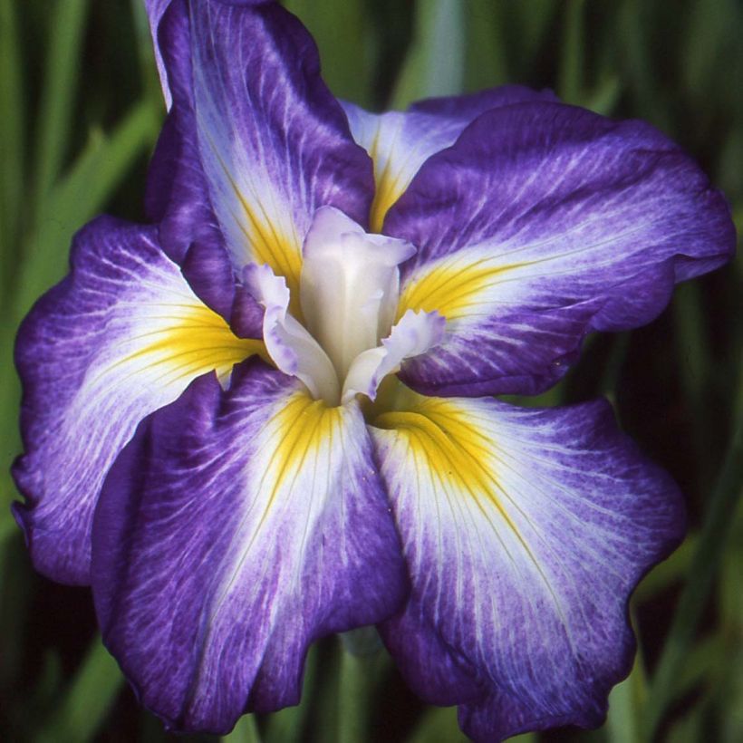 Iris ensata Illumination (Floração)